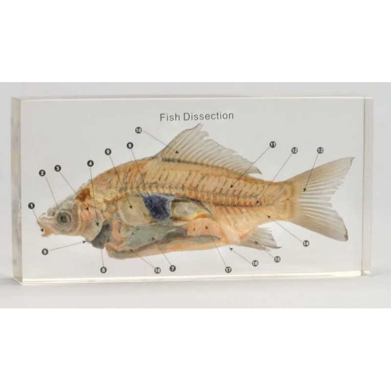 Fish Dissection Plastomount FDP8x4: each
