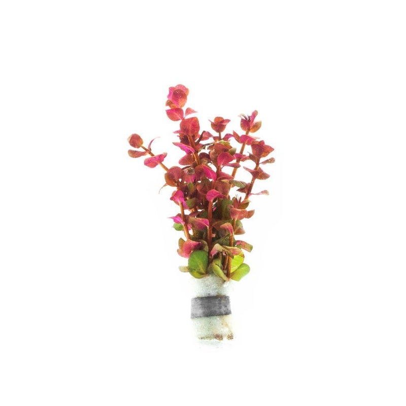 Rotala Macrandra Mini Pink Lead Bunch