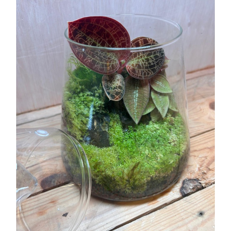 SPECIES TERRARIUM – (Vulcan Cup / Jewel Orchids Sonerila #C)