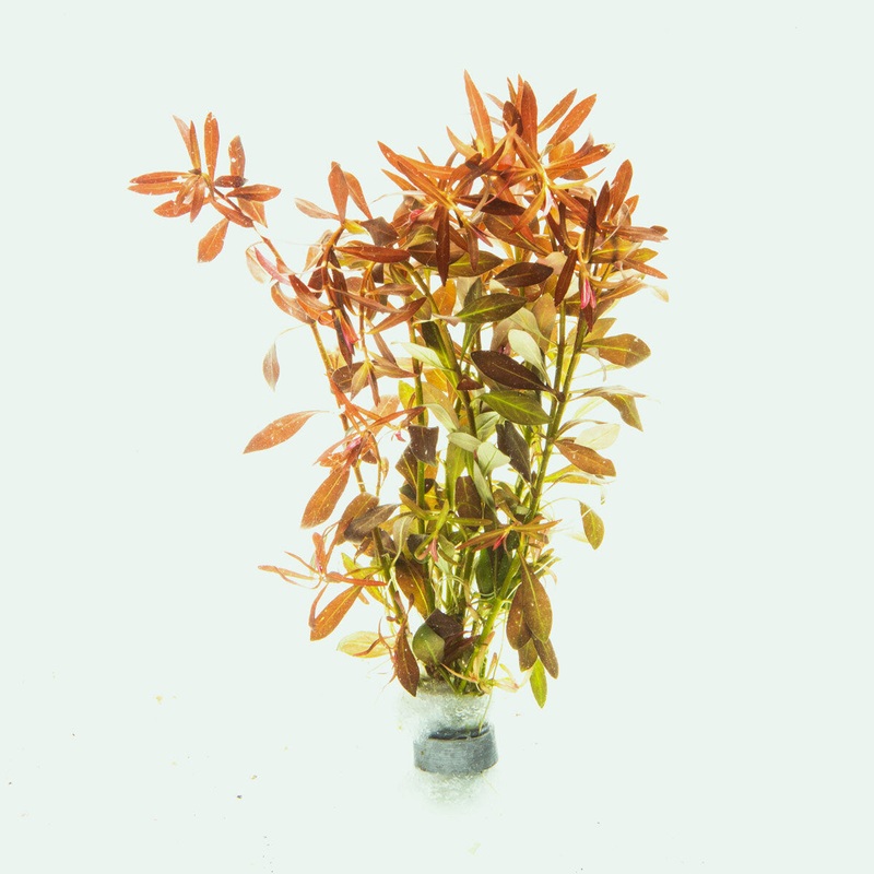 Ludwigia Brevipes