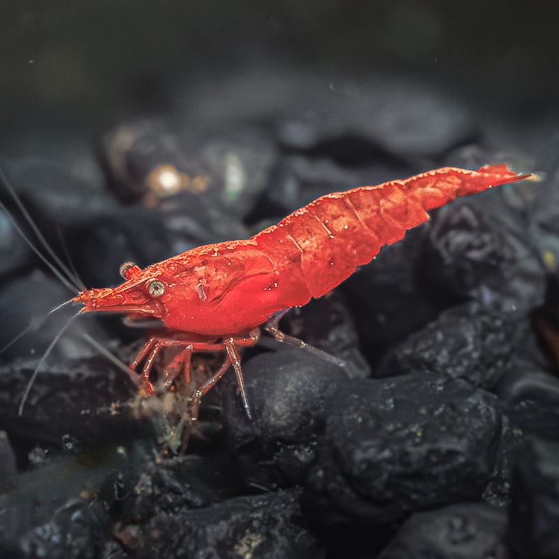 Painted Fire Red Shrimp 5 Pack Imported