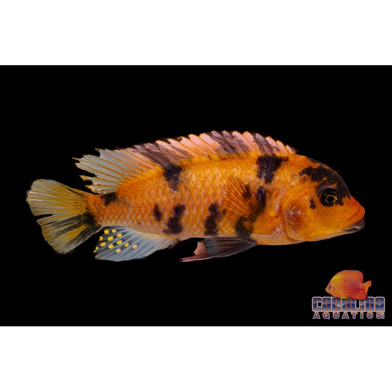 African – Zebra Red Blotch