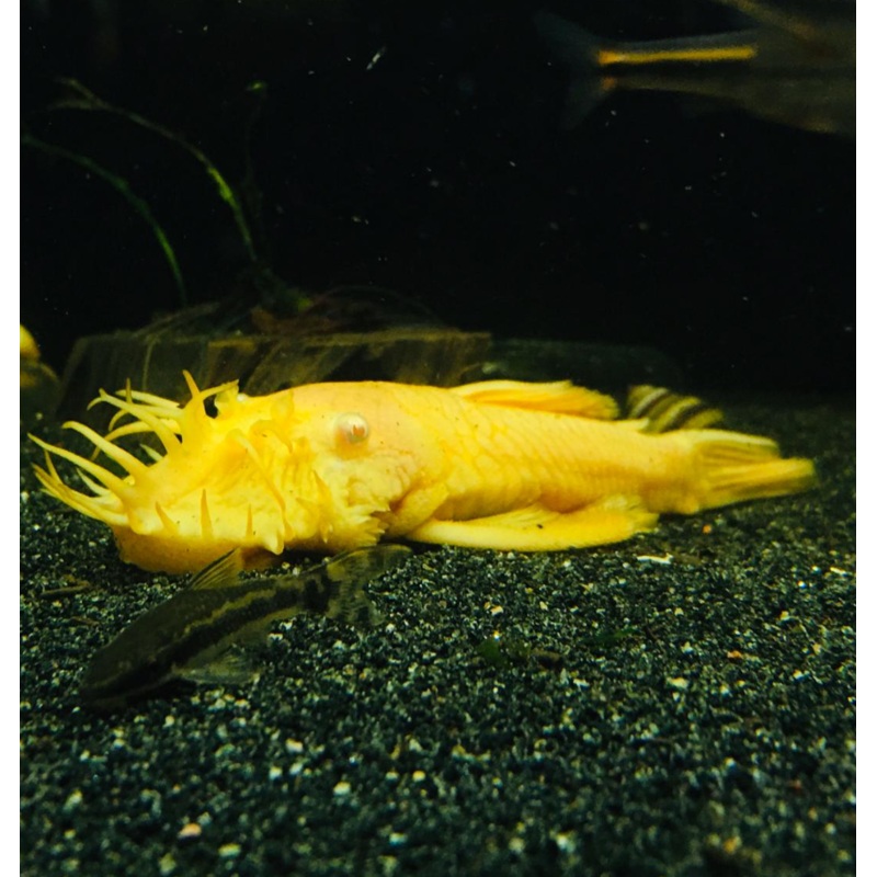 Ancistrus sp L144 (4″ long / Broad Body / 1 PAIR)