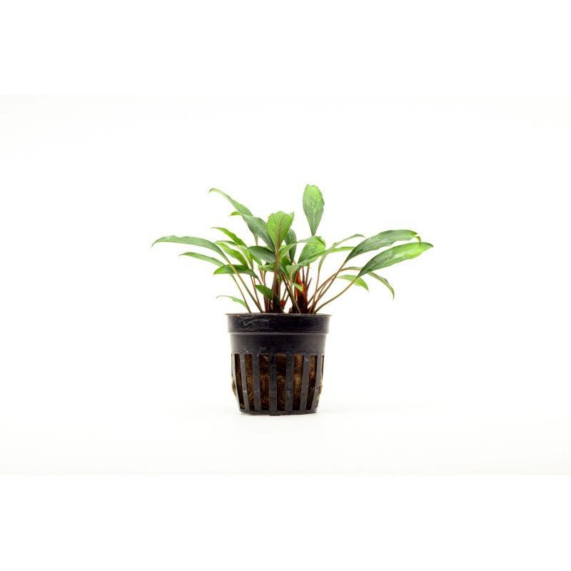 Piptospatha Ridleyi Pot