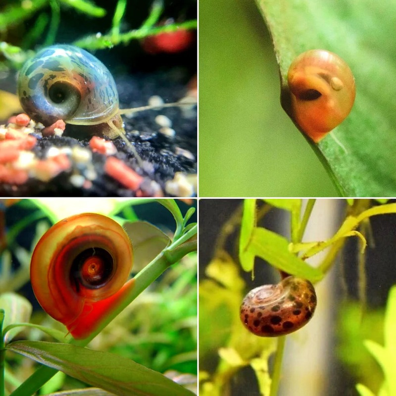 Ramshorn Snail Package 3 (1 Red, 1 Cherry Red, 1 Leopard, 1 Blue ) 1 pack (1 Red + 1 Cherry Red + 1 Leopard + 1 Blue )