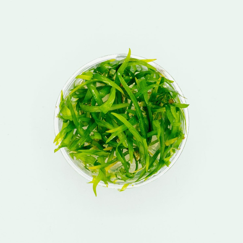 Sagittaria Subulata Bunch