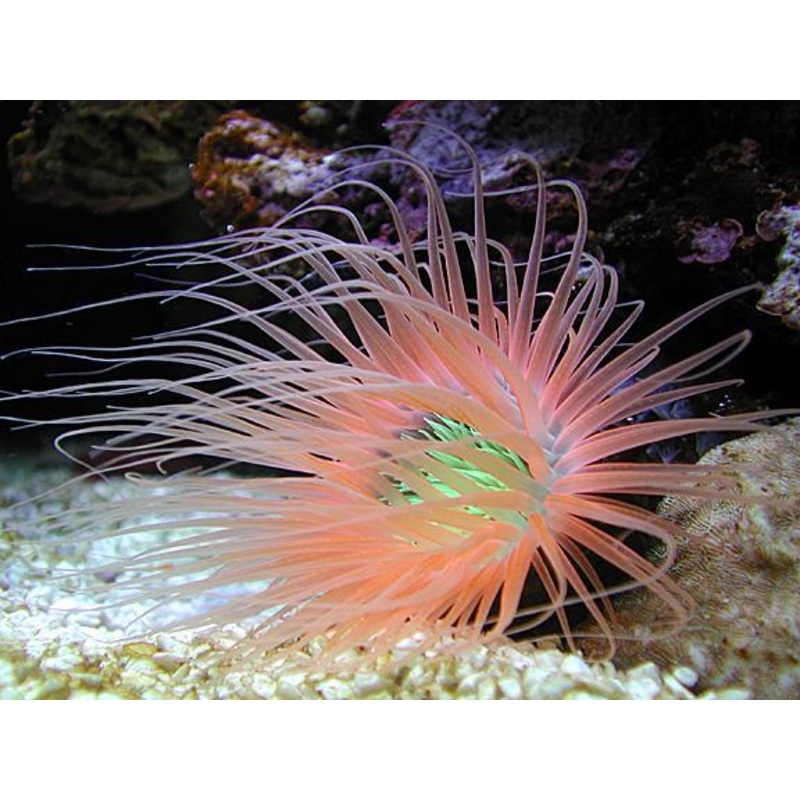 Super Orange Tube Anemone