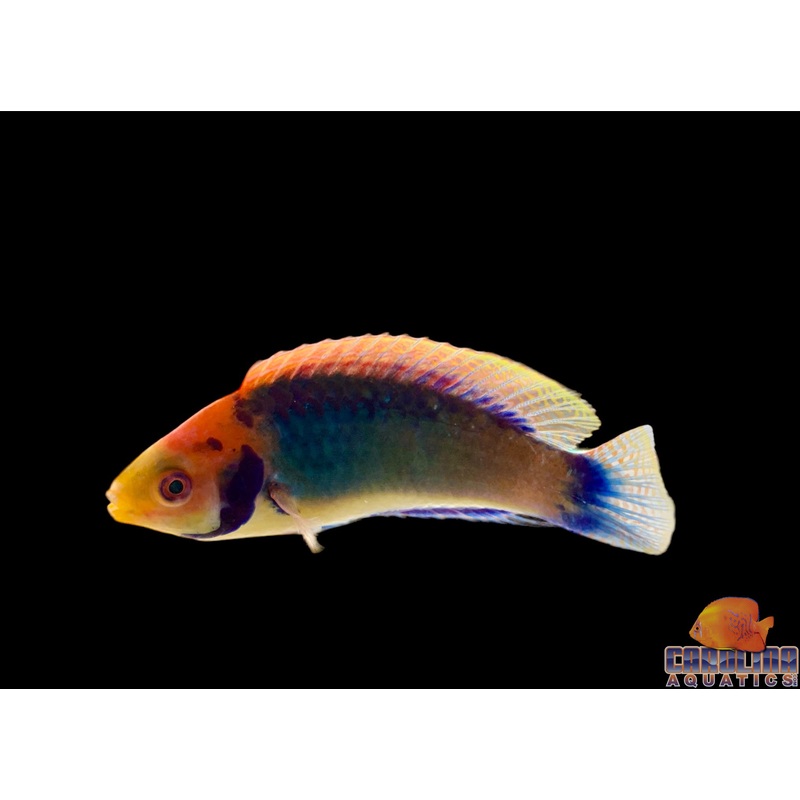 Wrasse – Fairy Solarensis