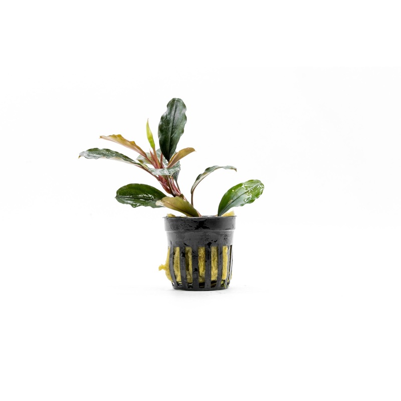 Bucephalandra Theia (Farmed) Pot