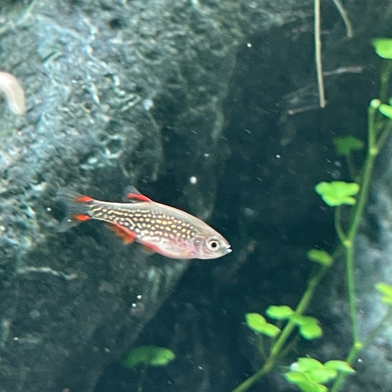 Celestial Pearl Danio (Danio margaritatus) (Pre-paid shipping included) 5 pack (next day air + $50)