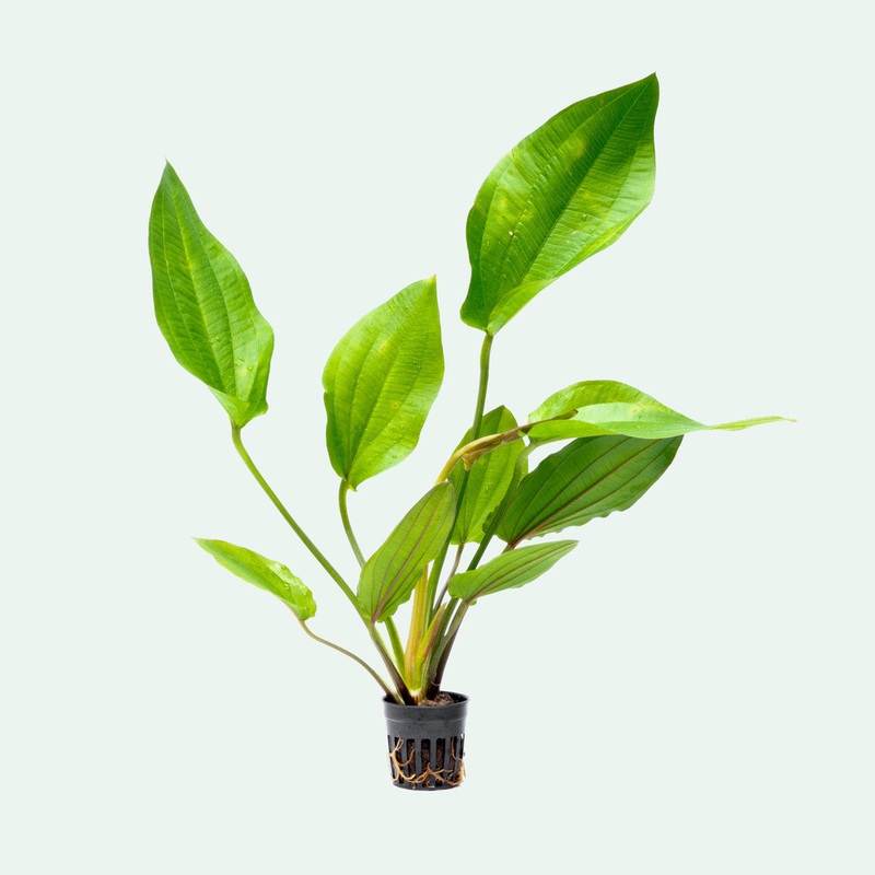 Echinodorus Macrophyllus