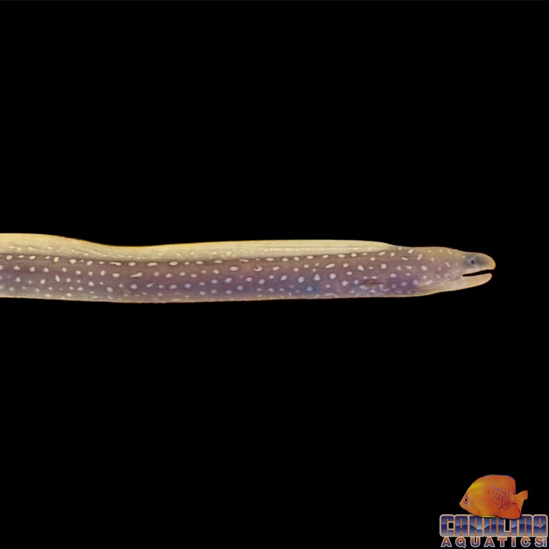 Eel – Moray Jewel