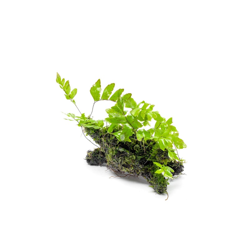 Adiantum Sp. and Moss on Driftwood