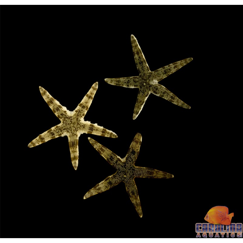 Starfish – Sand Shifting