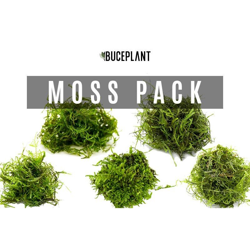 Aquarium Moss Collector Pack 5 Pack (golfball)