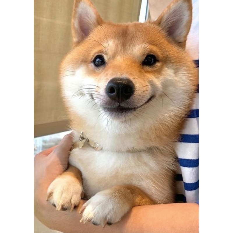 Custom – ancient grains kibble