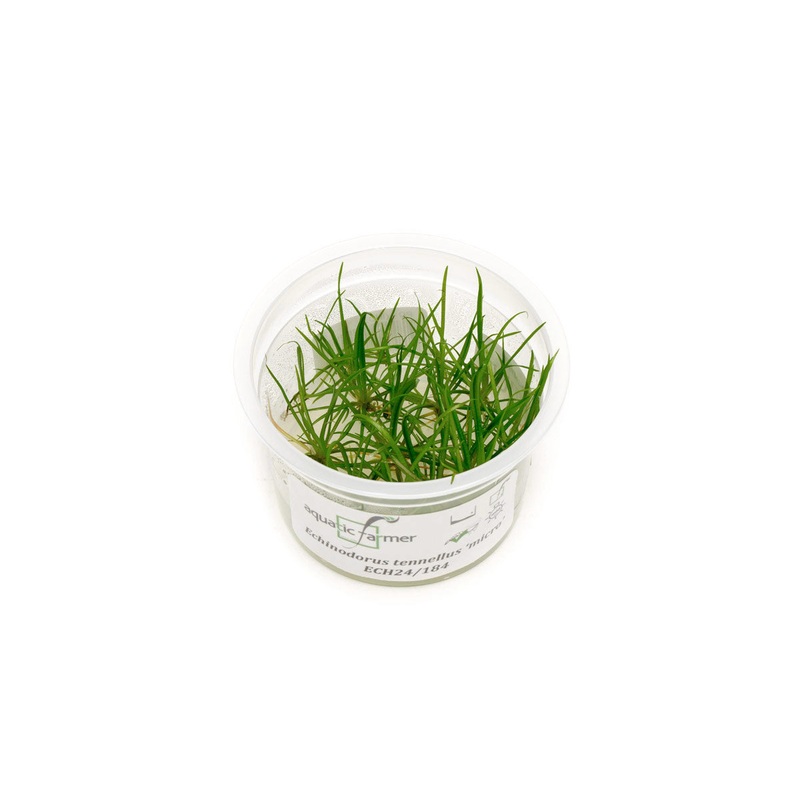 Helanthium Tenellum Micro Aquatic Farmer Tissue Culture