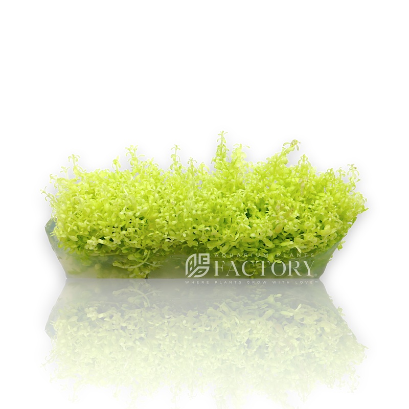 Micranthemum Callitrichoides ‘Cuba Mint Green’ Vitro Culture