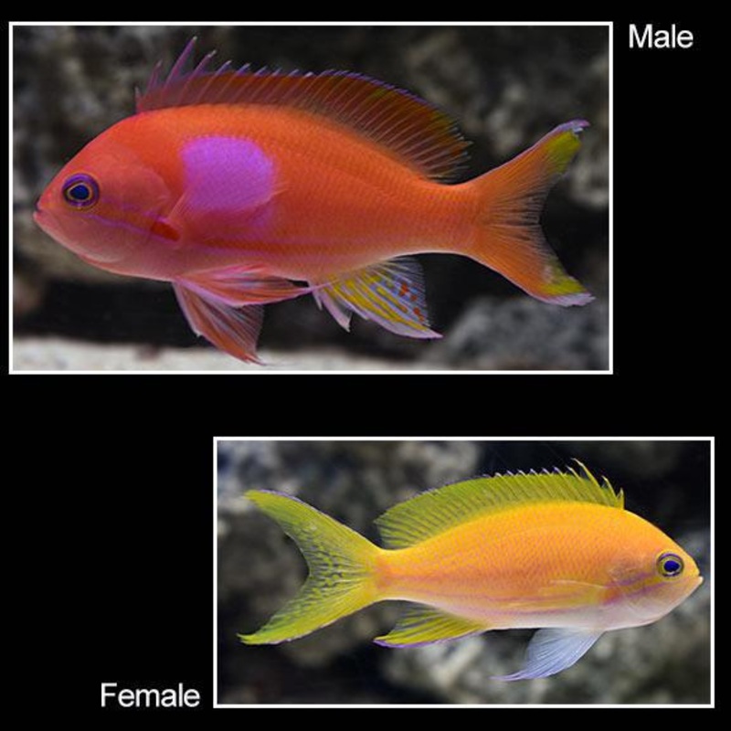 Pink Square Anthias Male