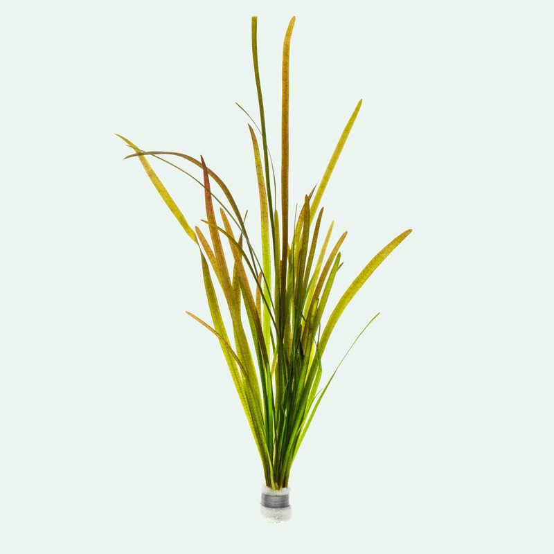 Vallisneria Spiralis Leopard