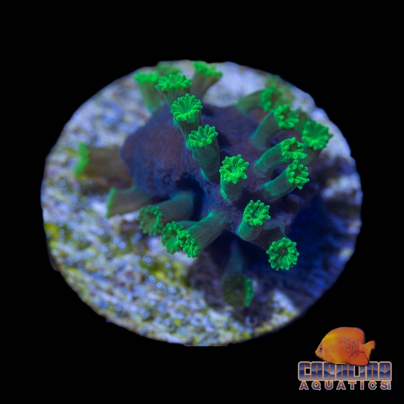 Frag – Green People Eater Astreopora
