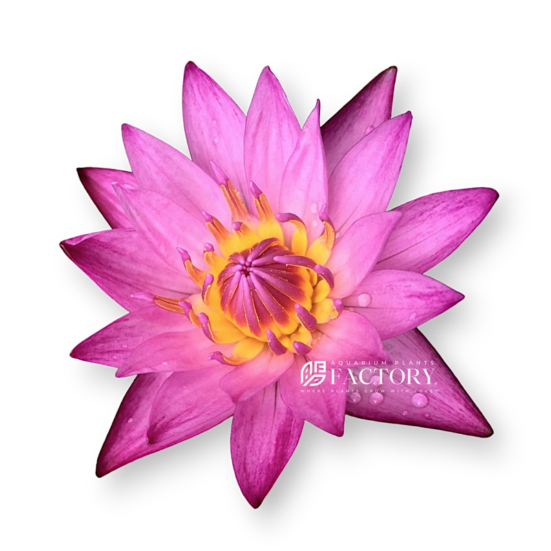 Nymphaea Mameaw | Pink Tropical Water Lily Young Sprouted Tuber