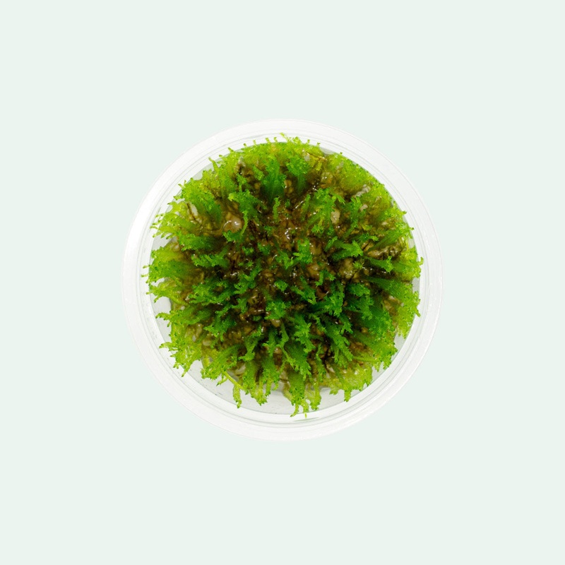 Taiwan Moss