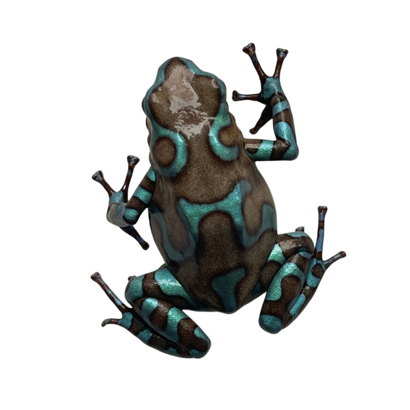 Auratus Highland Bronze Dart Frog, Juvenile (Dendrobates auratus “Highland Bronze”) (NO GUARANTEE)
