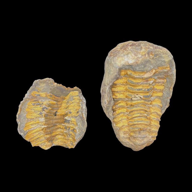 Trilobite Geodes