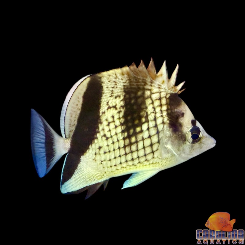 Butterfly – Black Pearlscale