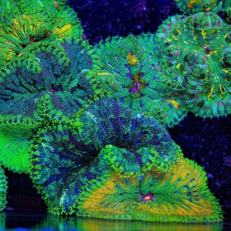 Maxi Mini Carpet Anemone