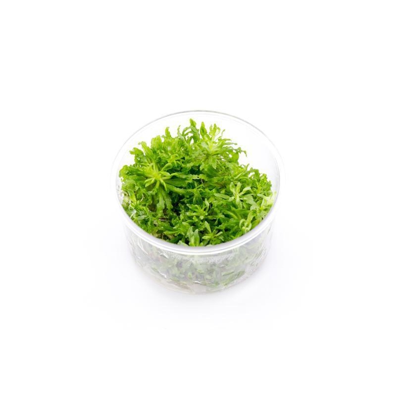 Pogostemon Helferi ‘Downoi’ UNS Tissue Culture