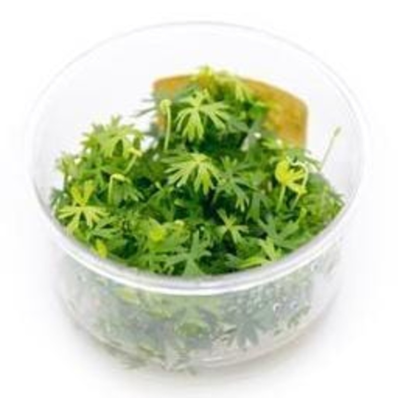 Ranunculus inundatus (River Buttercup) In-Vitro Tropica