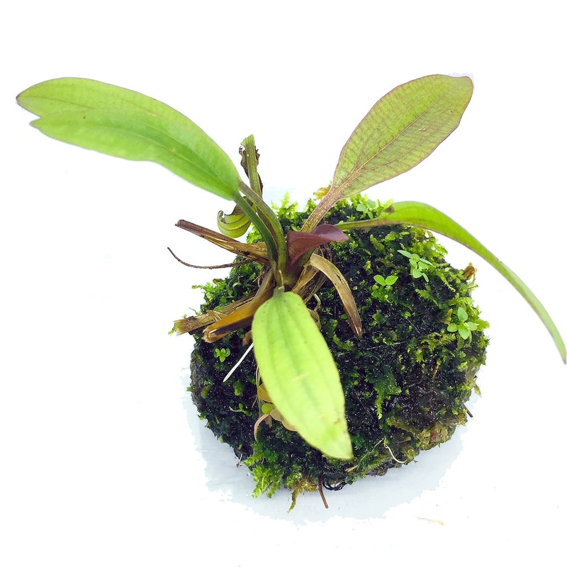 Wabi Kusa (Stem / Echinodorus on moss)