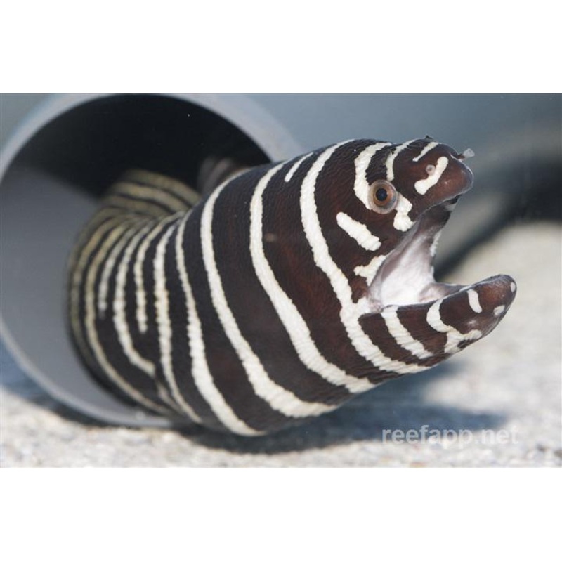 Zebra Moray Eel