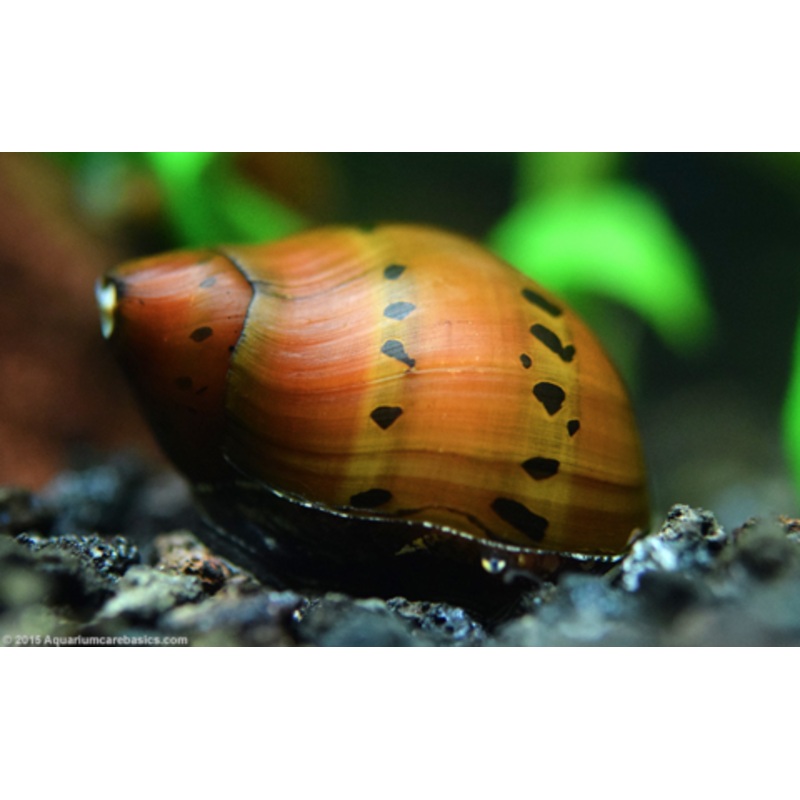 Neritina natalensis sp. “Tiger” (Tiger Nerite Snail)