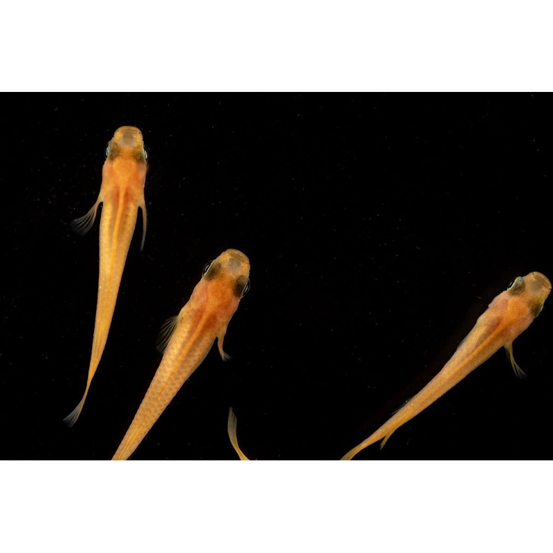 Yokihi Medaka Rice Fish 6 Pack