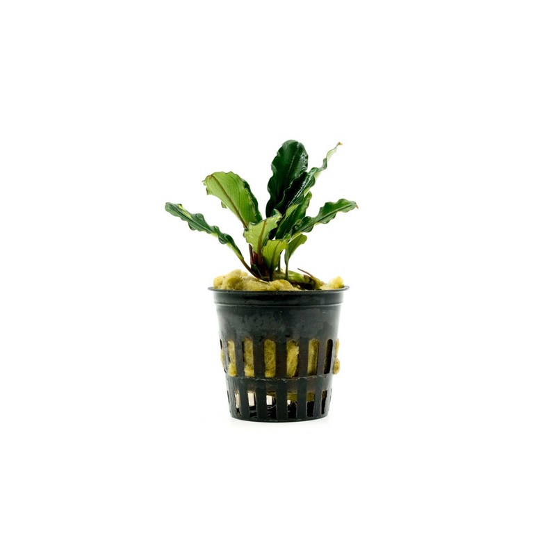 Bucephalandra Dark Green Wavy (Farmed) Pot