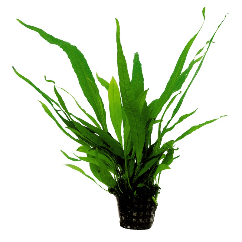 Microsorum Pteropus 5cm pot