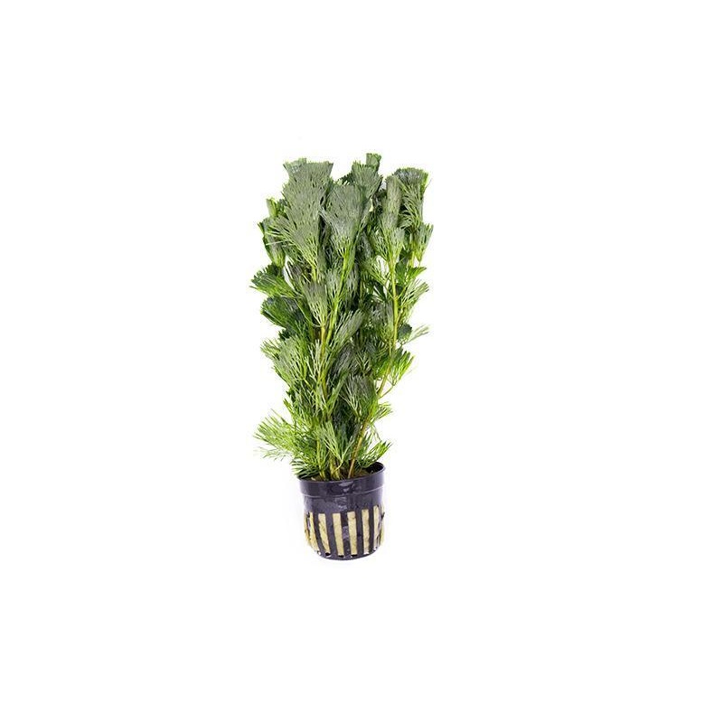 Cabomba Aquatica Potted