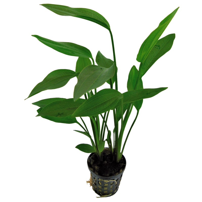 Echinodorus Parviflorus Green 5cm pot