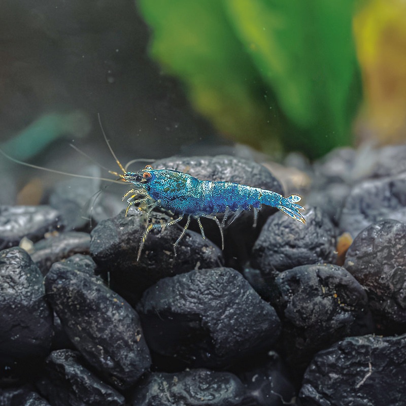Deep Blue Bolt Shrimp Imported 1 Shrimp