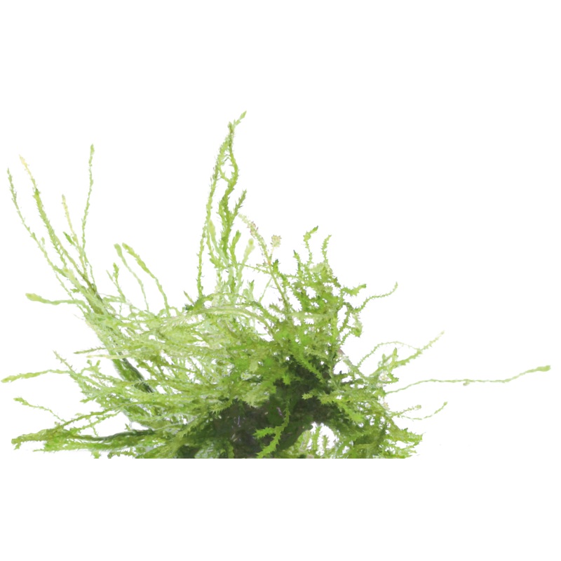 Vesicularia Frerriei Weeping – Easy Grow