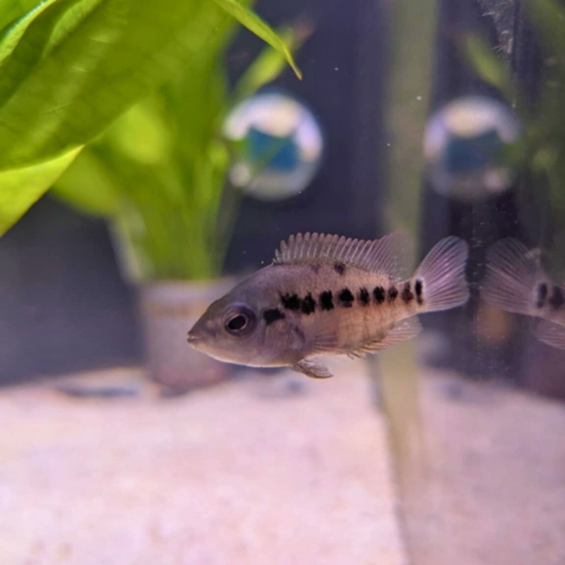 Red Terror Cichlid 5-6cm