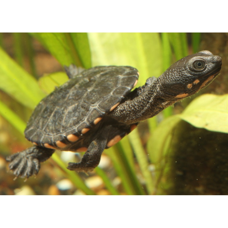 Eastern Long Neck Turtle (Hatchling)