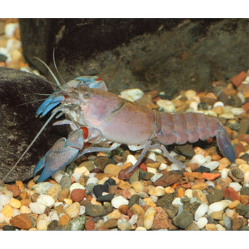 Yabbie $ 7.95 3-5cm