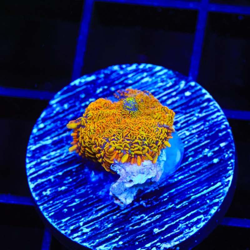 Alaskan Gold Rhodactis Mushroom Coral