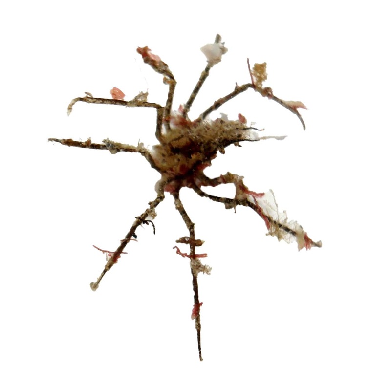 Arrow Decorator Crab