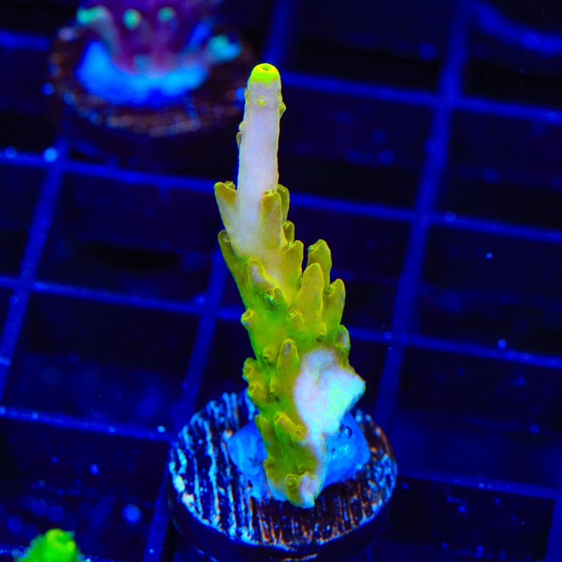 CB Golden Jawdropper Acropora Coral