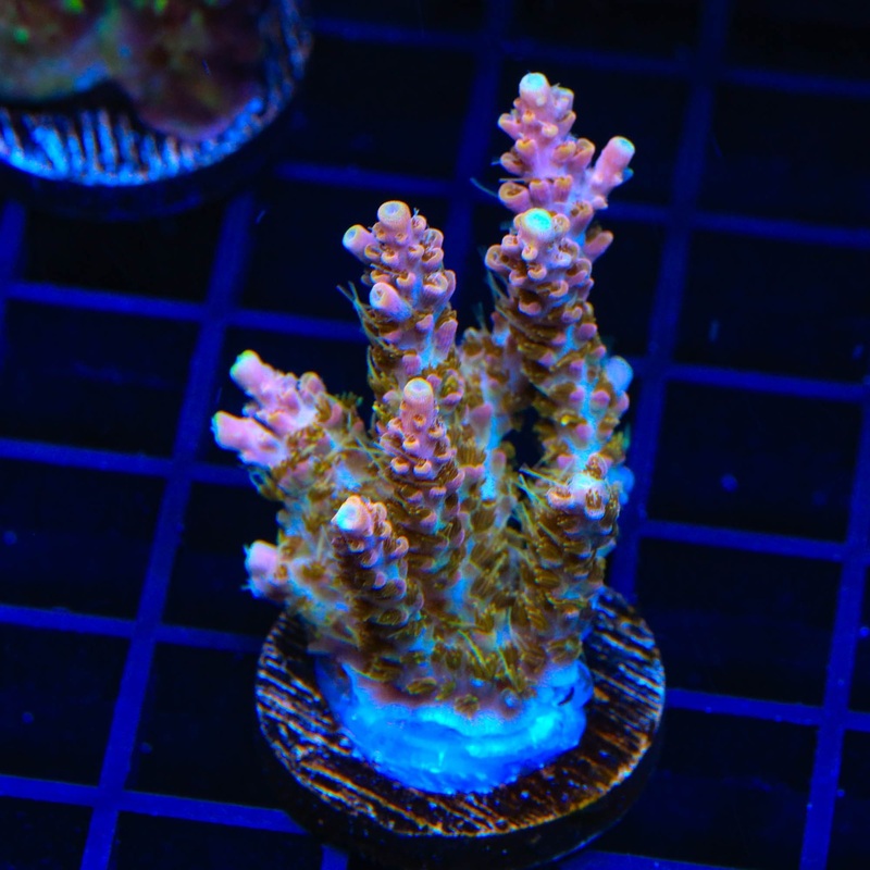 CC Voodoo Majick Acropora XL Frag Coral